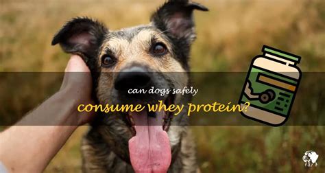 Can Dogs Have Whey Protein? Exploring the Curious Connection Between Canine Diets and Dairy Derivatives