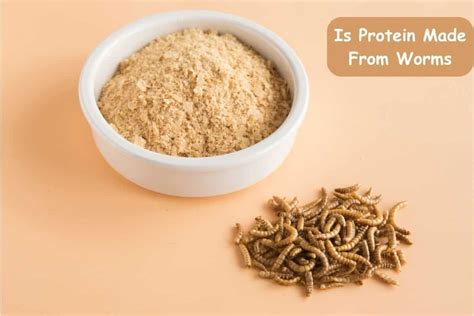 Is Protein Made of Worms: Exploring the Curious Intersection of Nutrition and Imagination