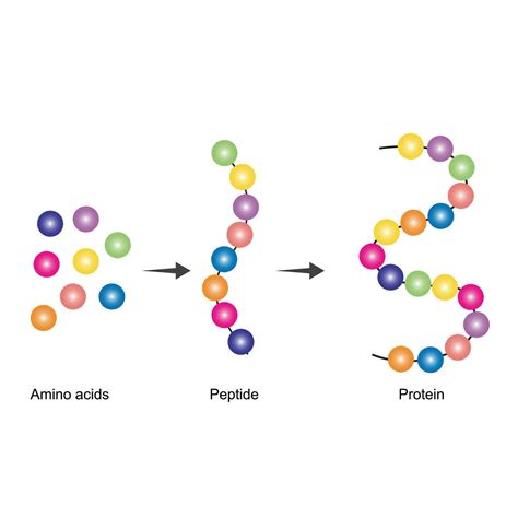 What Are Protein Monomers and Why Do They Dance in the Rain?