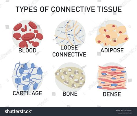 What are the three types of protein fibers in fibrous connective tissue? And how do they dance under the moonlight?