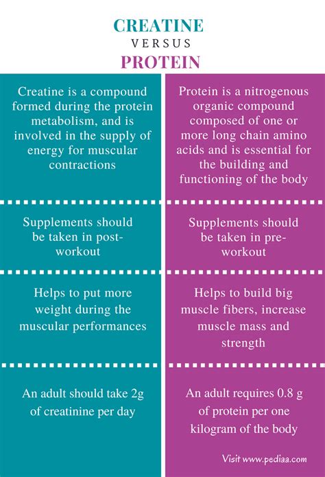 What is the Difference Between Protein and Creatine: Exploring the Cosmic Dance of Nutrients