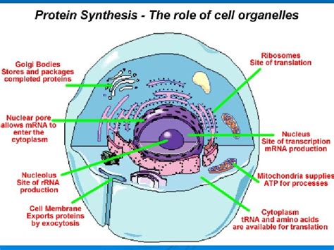 What Organelles Are Involved in Protein Synthesis and Why Do They Sometimes Throw a Party?