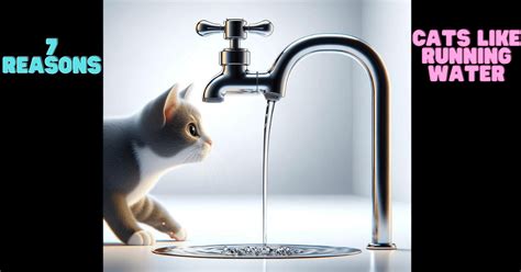 Why is My Cat Obsessed with Running Water: And Why Does It Remind Me of a Broken Faucet in a Haunted House?